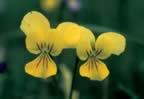 La viola Etrusca (17kb)